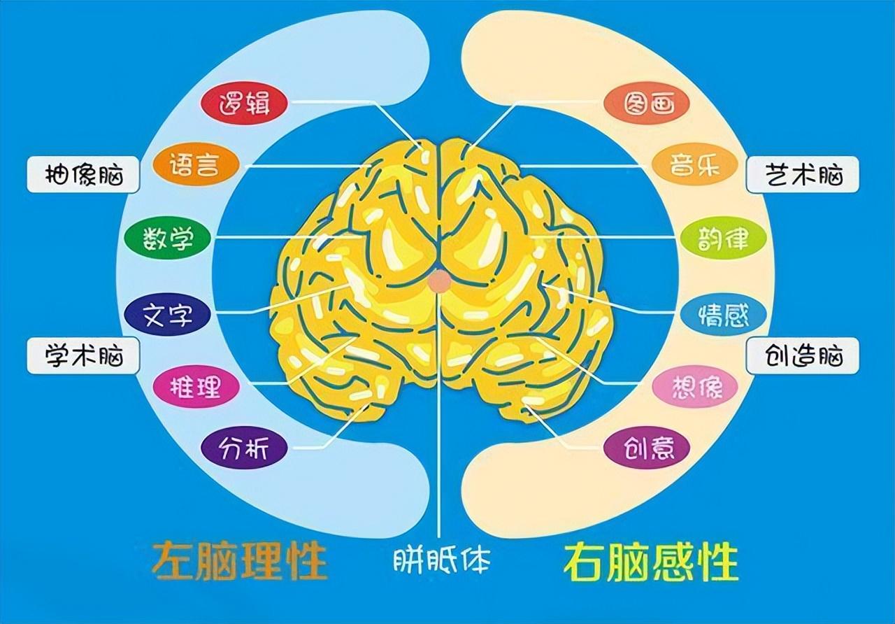 客户端开发右脑右脑开发培训班有用吗