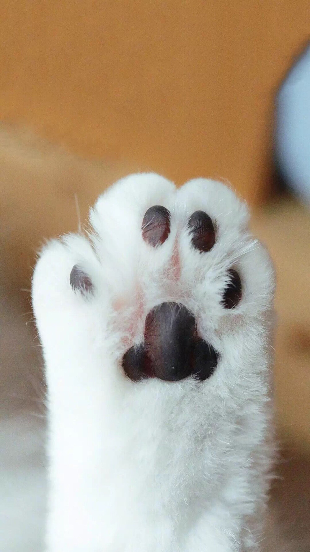 猫爪手机版猫爪浏览器插件-第2张图片-太平洋在线下载