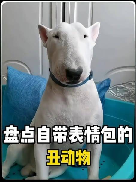 搞笑动物安卓版胖子动物世界安卓版下载